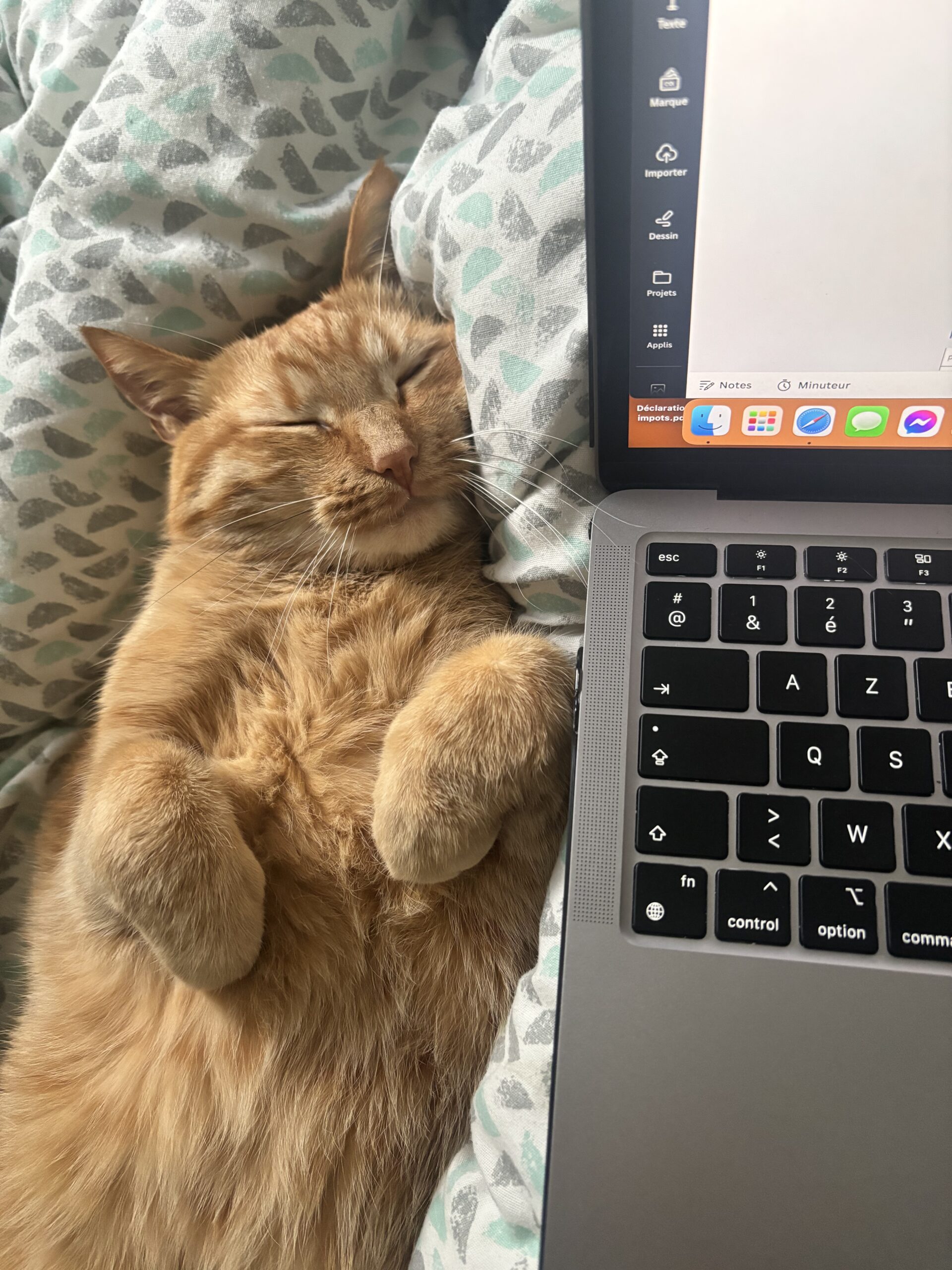 Complètement gaga de mon chat, Minato