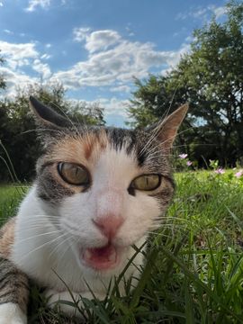 Mon chat par procuration