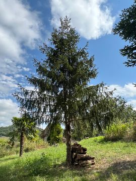 Mon arbre symbolique !