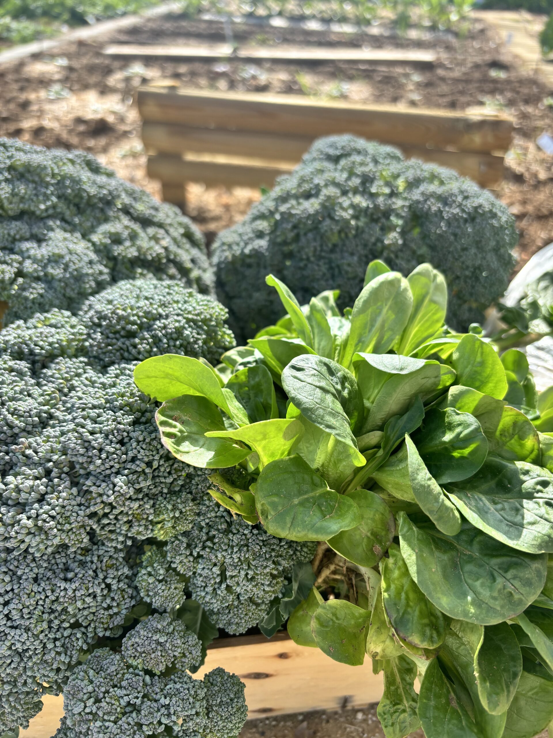 Chat, crochet, potager ... j’oscille entre 24 et 75 ans